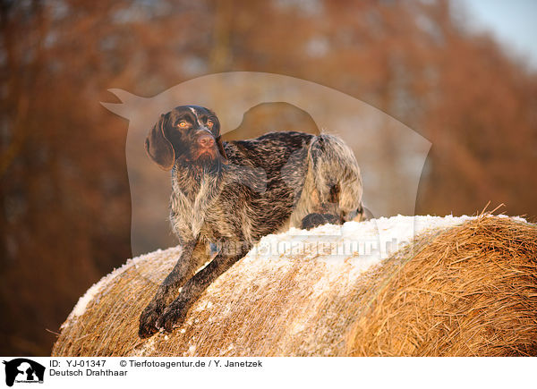 Deutsch Drahthaar / German wirehaired Pointer / YJ-01347