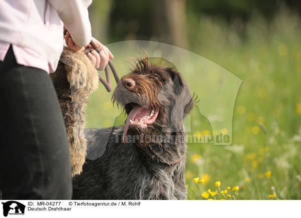 Deutsch Drahthaar / MR-04277