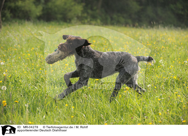 apportierender Deutsch Drahthaar / retrieving German wirehaired Pointer / MR-04278