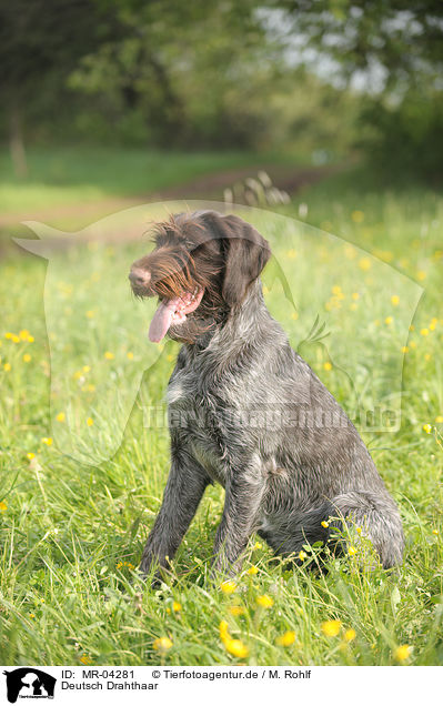 Deutsch Drahthaar / German wirehaired Pointer / MR-04281