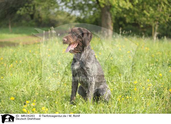 Deutsch Drahthaar / German wirehaired Pointer / MR-04283