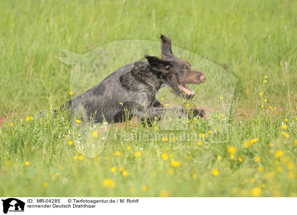 rennender Deutsch Drahthaar / running German wirehaired Pointer / MR-04285