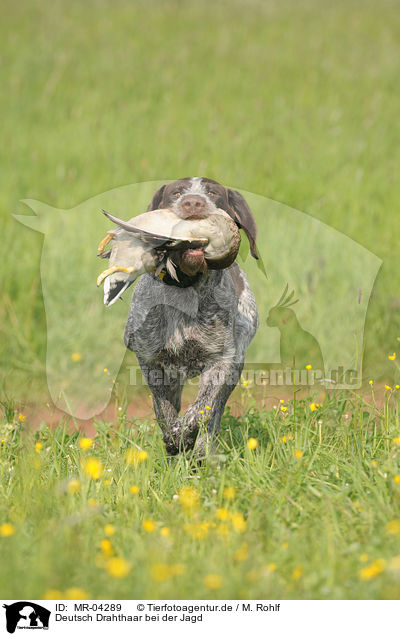 Deutsch Drahthaar bei der Jagd / hunting with German wirehaired Pointer / MR-04289