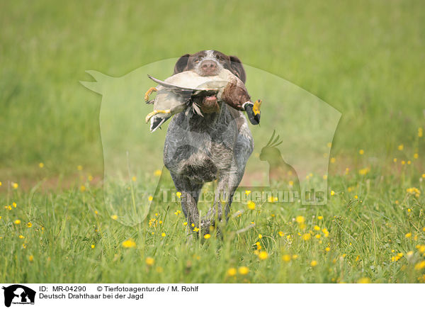 Deutsch Drahthaar bei der Jagd / hunting with German wirehaired Pointer / MR-04290
