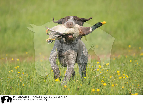 Deutsch Drahthaar bei der Jagd / hunting with German wirehaired Pointer / MR-04291