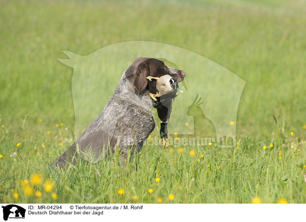 Deutsch Drahthaar bei der Jagd / hunting with German wirehaired Pointer / MR-04294