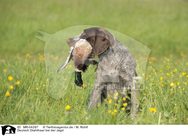 Deutsch Drahthaar bei der Jagd / hunting with German wirehaired Pointer / MR-04297