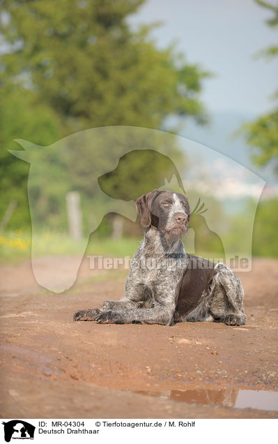 Deutsch Drahthaar / German wirehaired Pointer / MR-04304