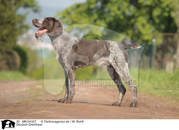Deutsch Drahthaar / German wirehaired Pointer / MR-04307