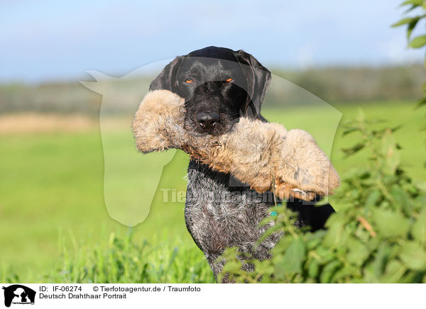 Deutsch Drahthaar Portrait / German wirehaired Pointer Portrait / IF-06274