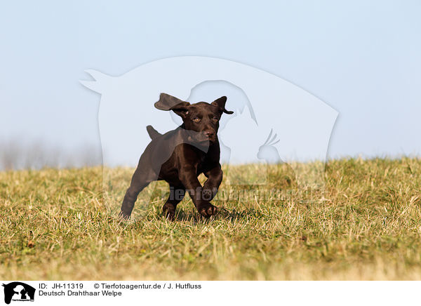 Deutsch Drahthaar Welpe / German wirehaired Pointer Puppy / JH-11319