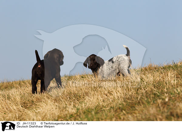 Deutsch Drahthaar Welpen / German wirehaired Pointer Puppies / JH-11323