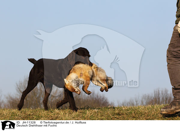 Deutsch Drahthaar mit Fuchs / German wirehaired Pointer with fox / JH-11328