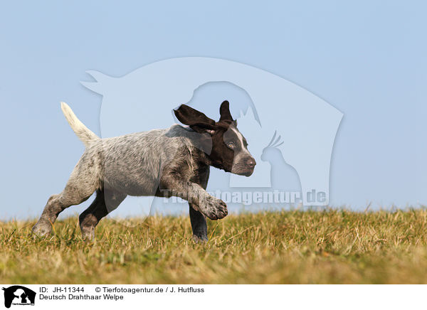 Deutsch Drahthaar Welpe / German wirehaired Pointer Puppy / JH-11344