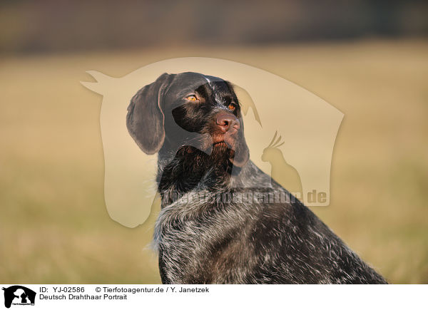 Deutsch Drahthaar Portrait / German wirehaired Pointer Portrait / YJ-02586