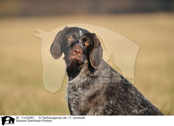 Deutsch Drahthaar Portrait / German wirehaired Pointer Portrait / YJ-02587