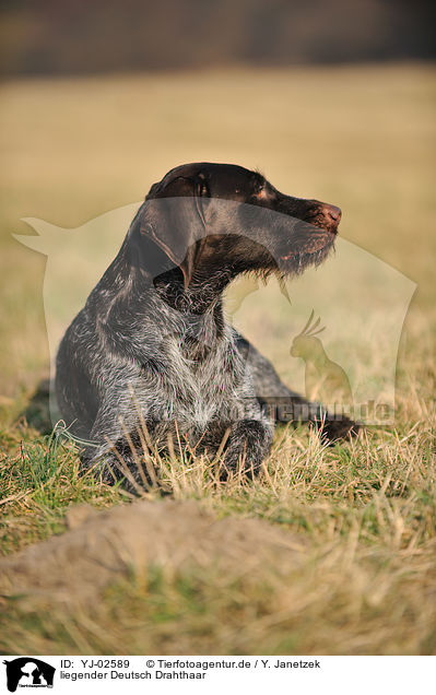 liegender Deutsch Drahthaar / lying German wirehaired Pointer / YJ-02589