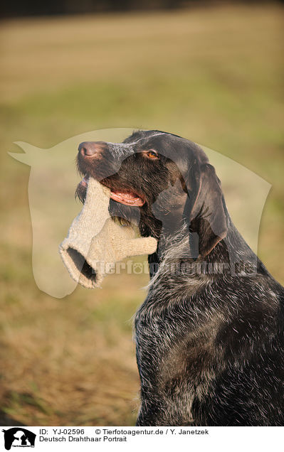 Deutsch Drahthaar Portrait / YJ-02596