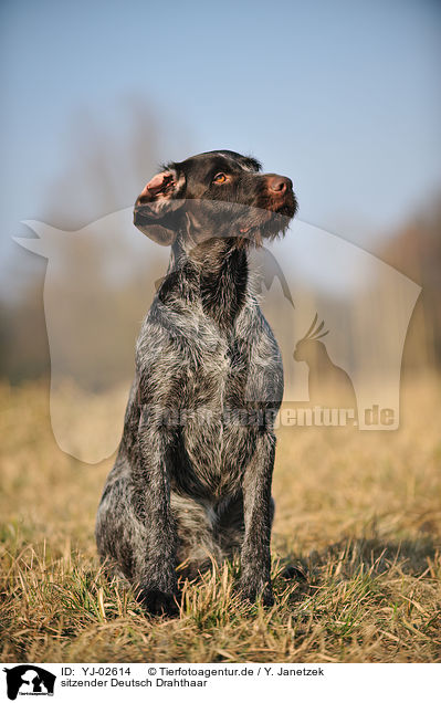 sitzender Deutsch Drahthaar / sitting German wirehaired Pointer / YJ-02614
