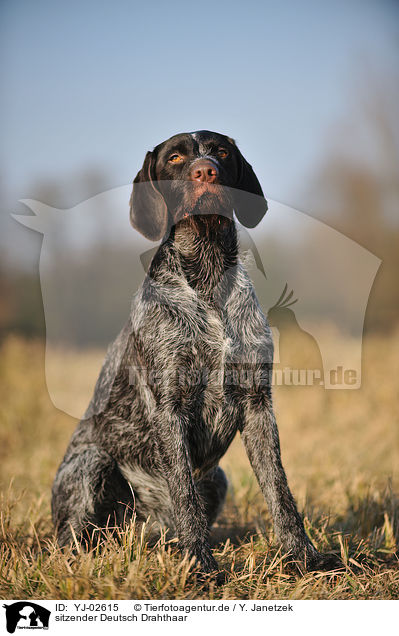 sitzender Deutsch Drahthaar / sitting German wirehaired Pointer / YJ-02615
