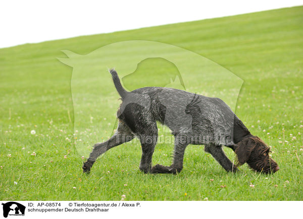 schnuppernder Deutsch Drahthaar / snuffling German wirehaired Pointer / AP-08574
