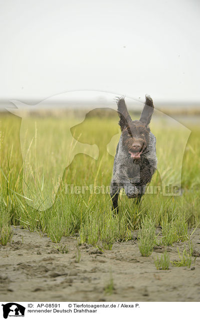 rennender Deutsch Drahthaar / running German wirehaired Pointer / AP-08591