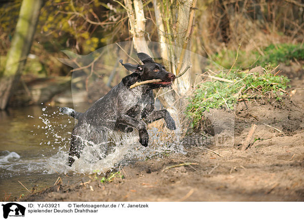 spielender Deutsch Drahthaar / playing German wirehaired Pointer / YJ-03921