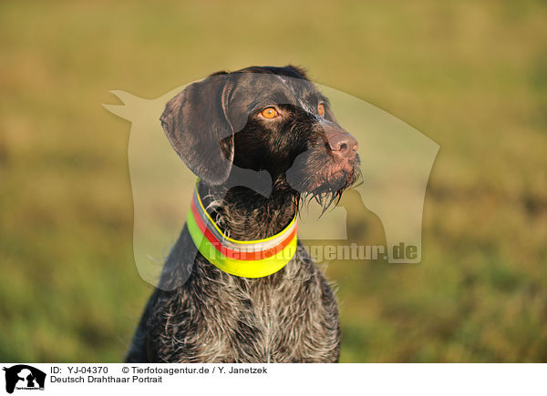 Deutsch Drahthaar Portrait / German wirehaired Pointer Portrait / YJ-04370