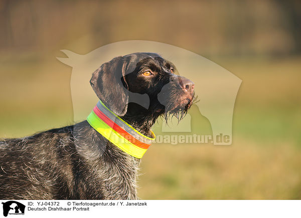 Deutsch Drahthaar Portrait / German wirehaired Pointer Portrait / YJ-04372