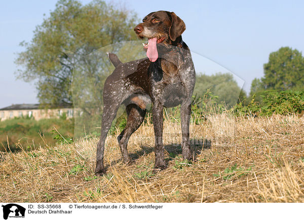 Deutsch Drahthaar / German wirehaired Pointer / SS-35668