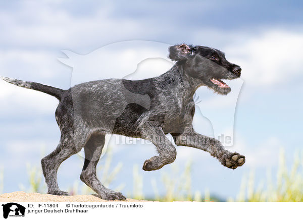 junger Deutsch Drahthaar / young German wirehaired Pointer / IF-11804