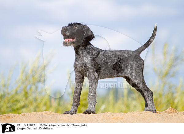 junger Deutsch Drahthaar / young German wirehaired Pointer / IF-11821