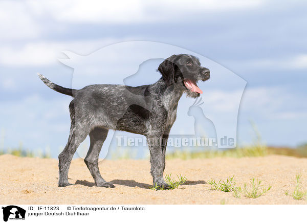 junger Deutsch Drahthaar / young German wirehaired Pointer / IF-11823