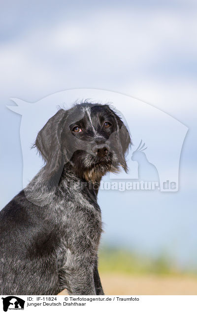 junger Deutsch Drahthaar / young German wirehaired Pointer / IF-11824