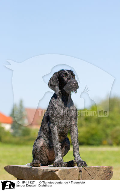 junger Deutsch Drahthaar / young German wirehaired Pointer / IF-11827