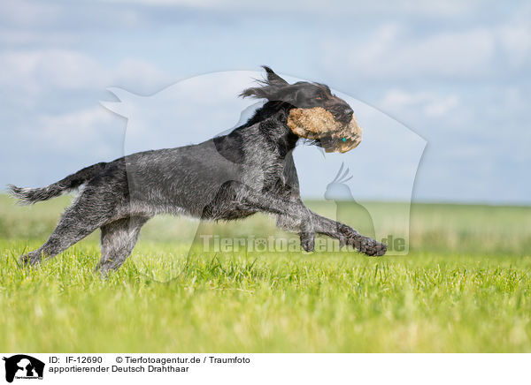 apportierender Deutsch Drahthaar / retrieving German wirehaired Pointer / IF-12690