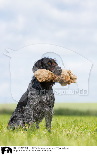 apportierender Deutsch Drahthaar / retrieving German wirehaired Pointer / IF-12691