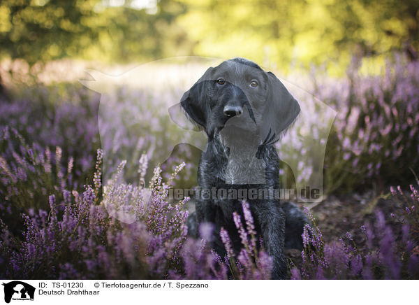 Deutsch Drahthaar / German Wirehaired Pointer / TS-01230