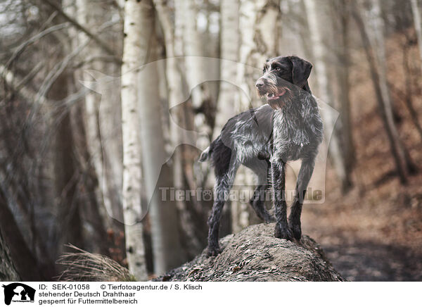 stehender Deutsch Drahthaar / standing German Wirehaired Pointer / SEK-01058