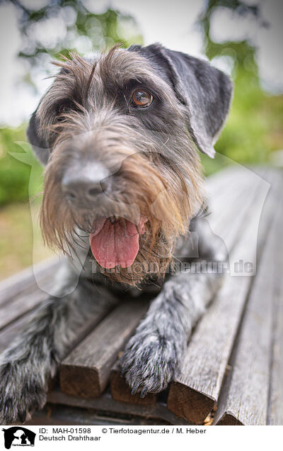 Deutsch Drahthaar / German wirehaired Pointer / MAH-01598
