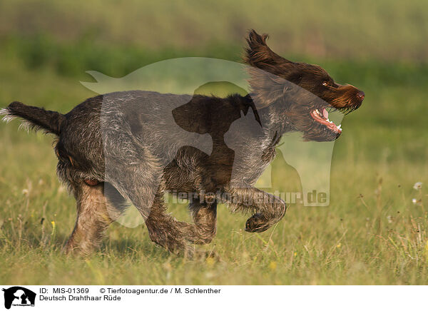 Deutsch Drahthaar Rde / male German wirehaired Pointer / MIS-01369