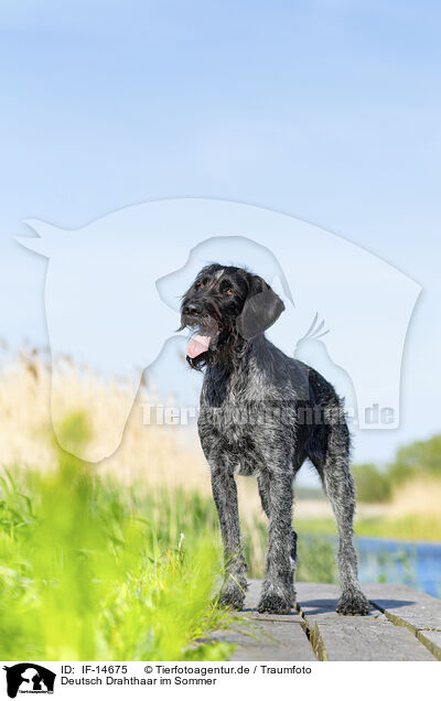 Deutsch Drahthaar im Sommer / German wirehaired Pointer in summer / IF-14675