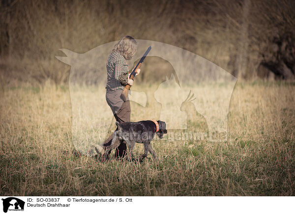 Deutsch Drahthaar / German wirehaired Pointer / SO-03837