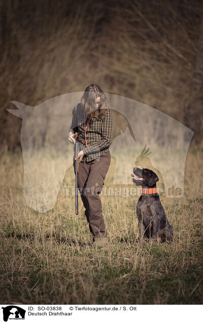 Deutsch Drahthaar / German wirehaired Pointer / SO-03838