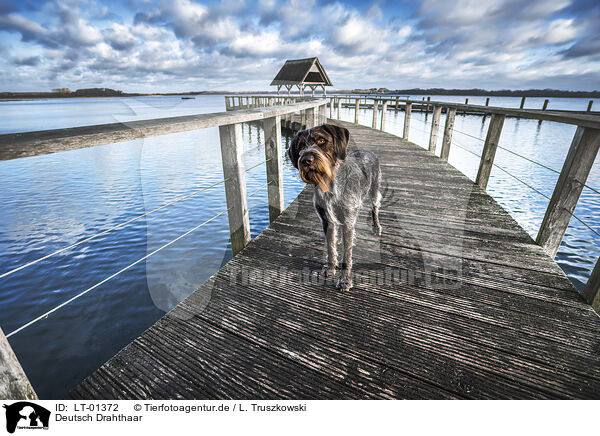 Deutsch Drahthaar / German wirehaired Pointer / LT-01372