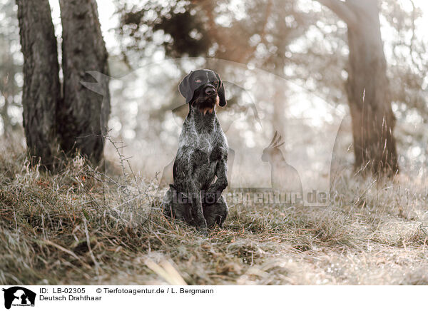 Deutsch Drahthaar / German wirehaired Pointer / LB-02305