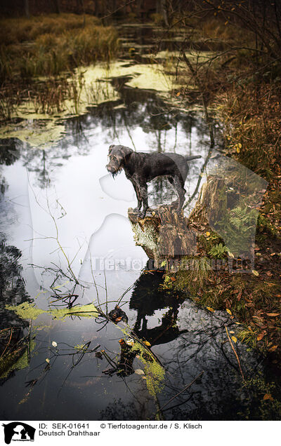 Deutsch Drahthaar / German Wirehaired Pointer / SEK-01641