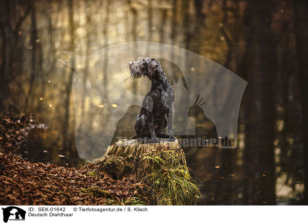 Deutsch Drahthaar / German Wirehaired Pointer / SEK-01642