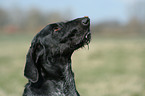 Hund balanciert Leckerchen auf Nase