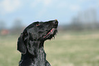 Hund balanciert Leckerchen auf Nase